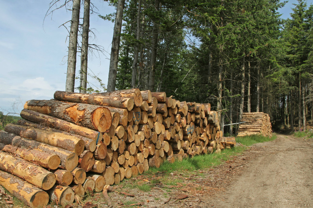 L'affouage permet aux particuliers de couper du bois dans la forêt